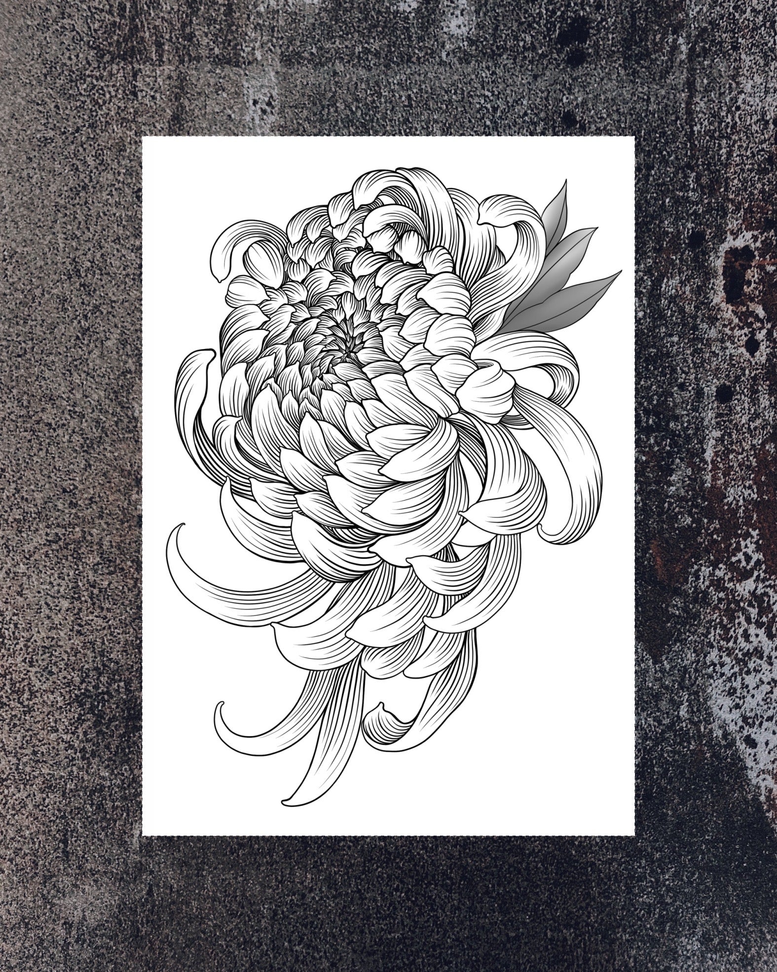 Chrysanthemum Tattoo Style Line Drawing, Dotwork Art, Plant Clip Art,  Digital Downloads, Flower Svg, Cardmaking, JPG, PNG, SVG - Etsy